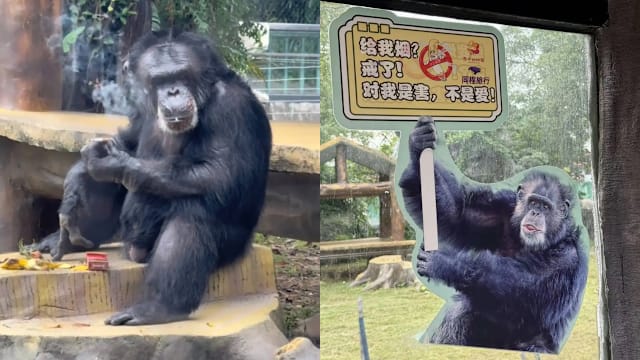 黑猩猩被拍到抽烟手法娴熟 中国动物园：将加强管理
