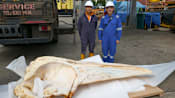 Omura's whale carcass found in Singapore can help scientists unlock mysteries of little-known species