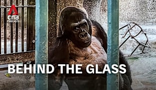 CNA Special - Bangkok’s Loneliest Gorilla: Final destination (Part 3) 