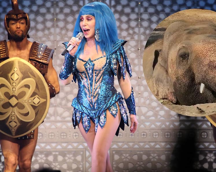Cher Helps Find Kaavan, "World's Loneliest Elephant", A New Home In Cambodia