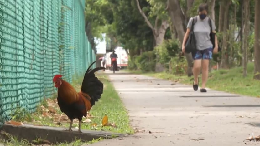 Authorities issue bird flu advisory, warn against touching or feeding wild birds Authorities issue bird flu advisory, warn against touching or feeding wild birds