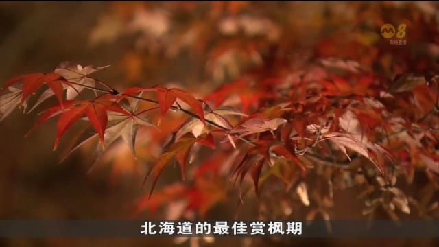 日本11月异常高温 导致枫叶变红时间延后