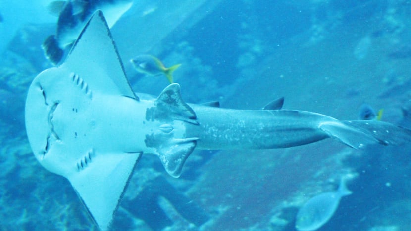 More than 500 babies born at S.E.A. Aquarium since last October