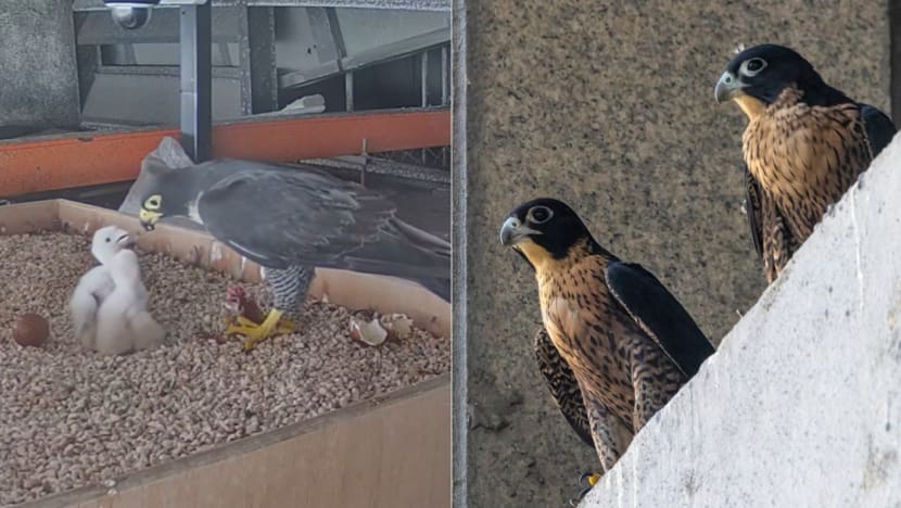 First peregrine falcon chicks hatch and fledge in Singapore after efforts to help breeding First peregrine falcon chicks hatch and fledge in Singapore after efforts to help breeding