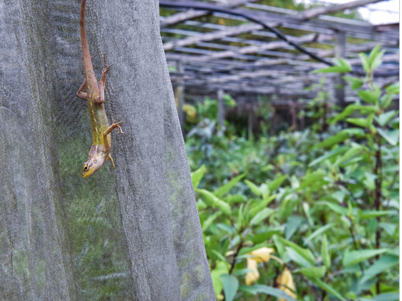 Commentary: Can farming be a success story for Singapore?