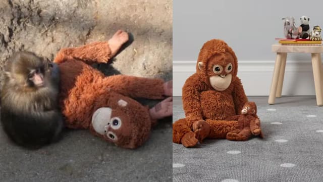 日本小猴Punch紧抱不放的毛绒玩偶卖断货，新加坡买得到！