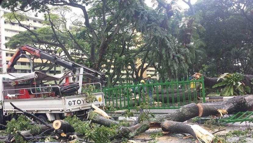 Large fallen tree injures 2 at Lor 6 Toa Payoh