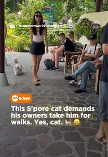 No walk, no talk 🐈 #8dayssg #8dayssgtrending #fypsg #cat #sg 