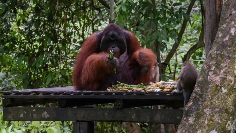 Gagasan 'diplomasi orangutan' Malaysia menuai protes, menurut para ahli ada cara yang lebih baik Gagasan 'diplomasi orangutan' Malaysia menuai protes, menurut para ahli ada cara yang lebih baik