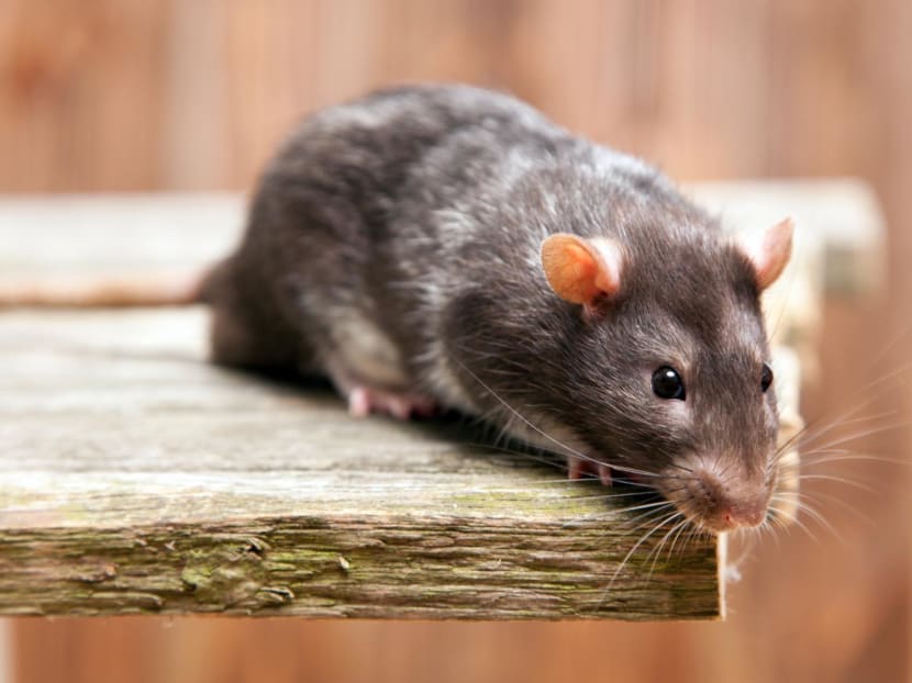 Rats in US police headquarters 'high' from eating seized marijuana