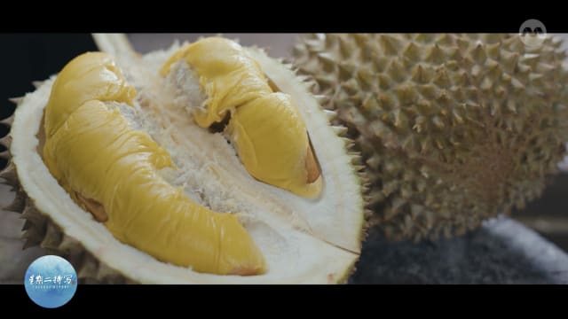 星期二特写 | 文冬双宝的前世今生