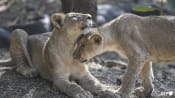 India's lion population rises by a third