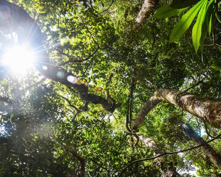 COVID-19: Why saving our forests can help stop the next pandemic