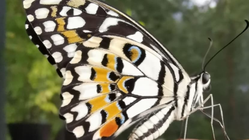 Commentary: Raising caterpillars has been a life-changing pandemic hobby Commentary: Raising caterpillars has been a life-changing pandemic hobby
