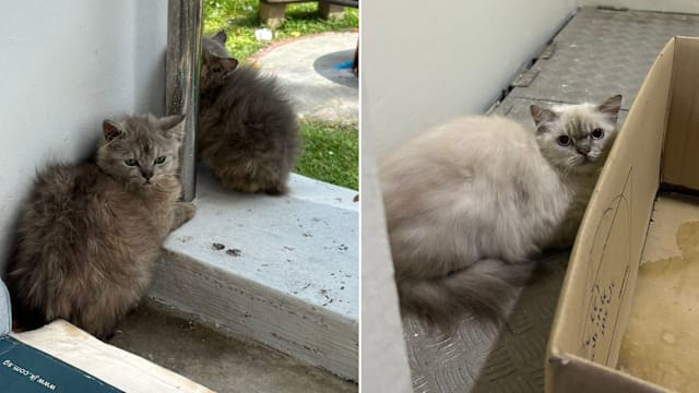 疑涉及非法繁殖 大巴窑14只猫咪遭弃养