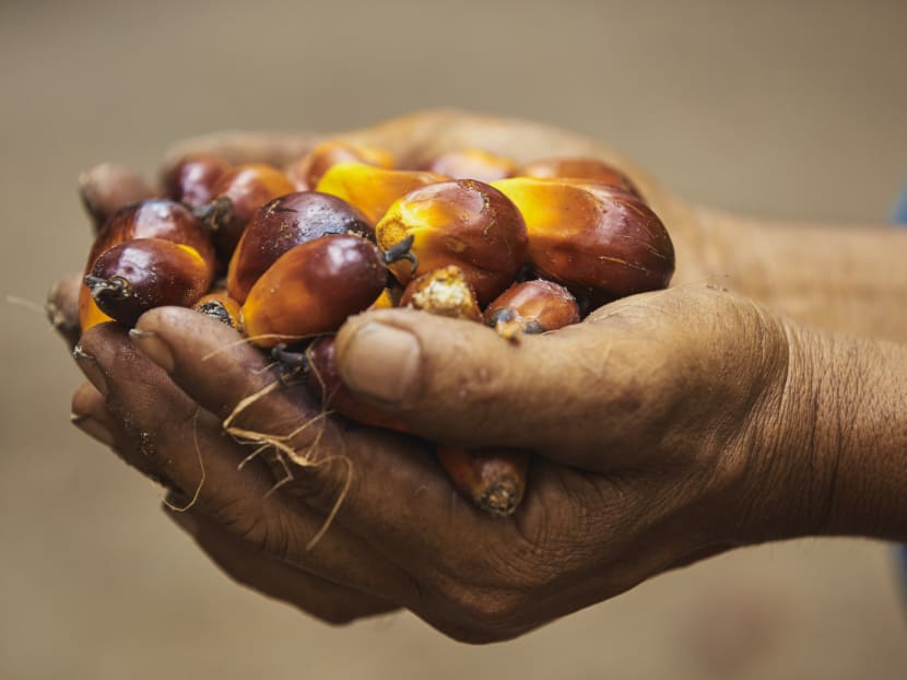 Unsustainable palm oil production has been linked to the perennial haze problem in South-east Asia. Photo: WWF-Singapore