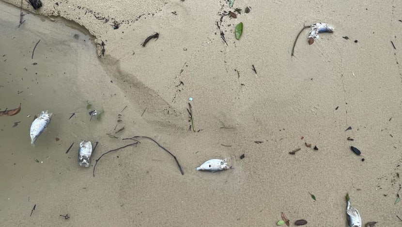Scores of dead fish appear on Sembawang Beach; authorities investigating, testing water quality in area