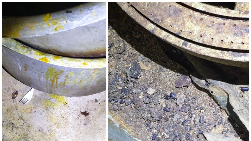 Central kitchen fined for cockroach infestation and poor housekeeping