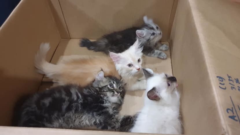 Man charged with trying to smuggle 4 kittens in his pants through Tuas Checkpoint