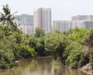 Mumbai's mangroves under threat as city pushes ahead with major infrastructure projects
