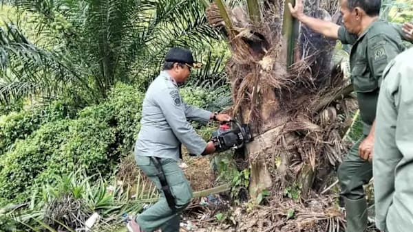 Aceh hapuskan 18.5 hektar tanaman kelapa sawit haram