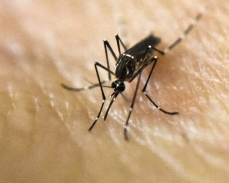 Number of dengue cases in 2020 so far surpasses 2019's total count