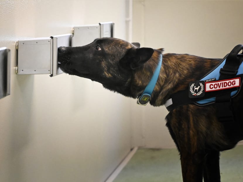 A sniffer dog takes part in an experimental training to detect Covid-19 through sweat at the Campus Bio-medico University Hospital in Rome, Italy on March 31, 2021.