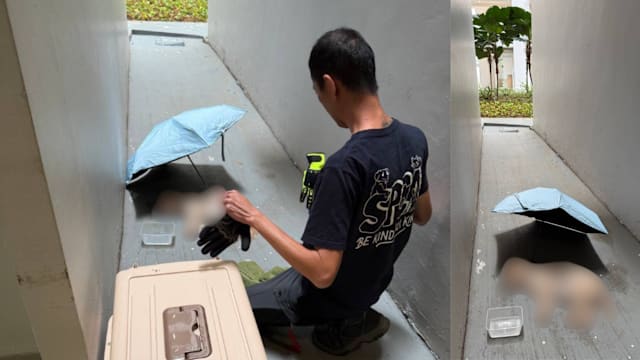 贵宾狗倒卧组屋底层死亡 SPCA：疑从高处坠落但具体死因未明