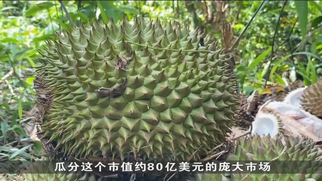 为推动产业发展 印尼计划向中国出口榴梿