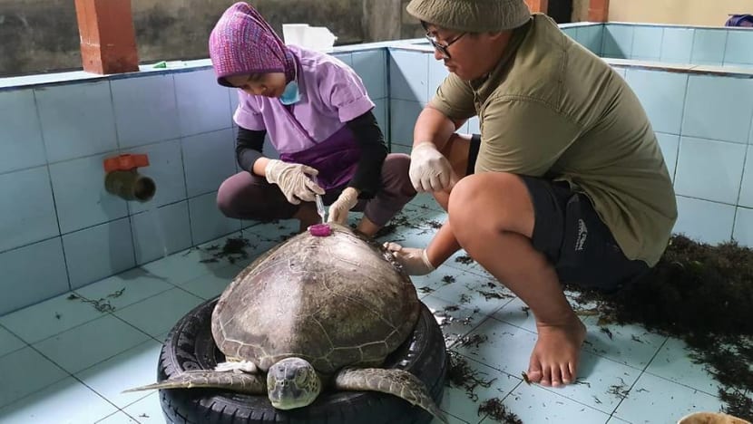Driven by passion, young vet travels across Indonesia to rescue large marine animals Driven by passion, young vet travels across Indonesia to rescue large marine animals