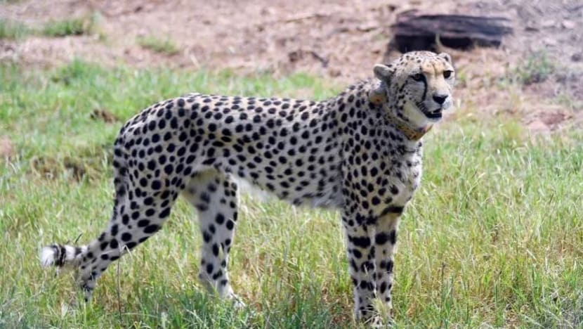 India sambut kelahiran empat anak cheetah lebih 70 tahun selepas diisytihar pupus India sambut kelahiran empat anak cheetah lebih 70 tahun selepas diisytihar pupus