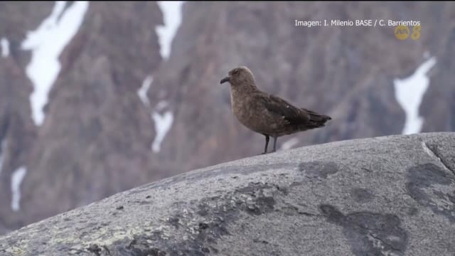 智利发现南极鸟类因禽流感大量死亡 引发人际传播风险担忧