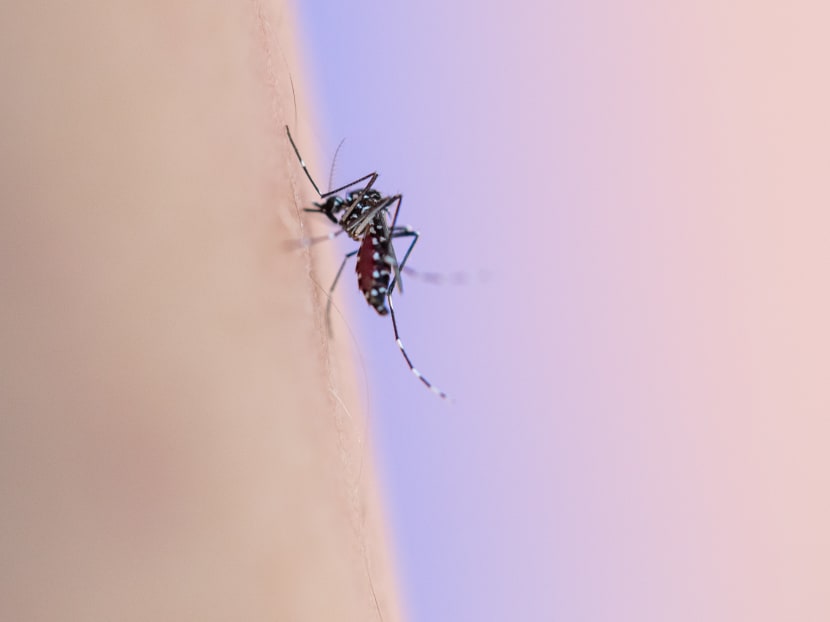 A close-up of an Aedes mosquito. A high-tech tool to decipher mosquito species with 98 per cent accuracy could help quicken operations to eradicate breeding grounds. A close-up of an Aedes mosquito. A high-tech tool to decipher mosquito species with 98 per cent accuracy could help quicken operations to eradicate breeding grounds.