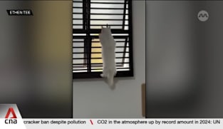 NParks issues warnings, advisories to 21 pet owners over cats and dogs falling from height