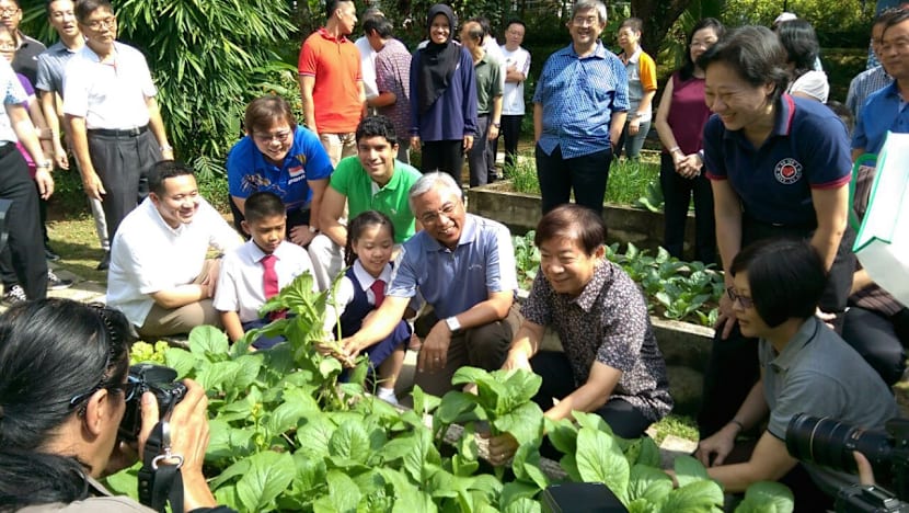 Sembawang harvests 760kg of vegetables from community gardens for the low-income