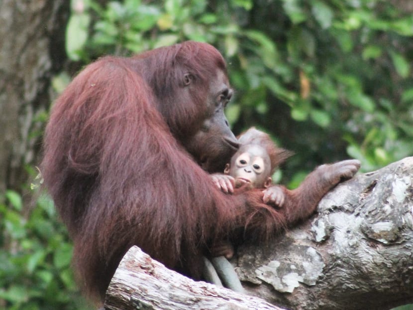 Asia’s first giant river otter baby born at River Safari