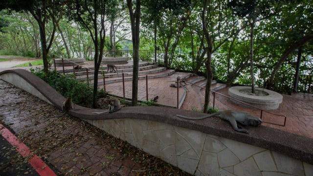 理解问答：榜鹅北岸长尾猕猴扰民