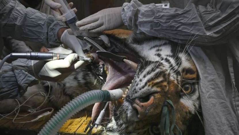 Gambar Pilihan Hari Ini