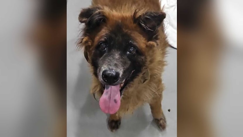 Dog removed from Seletar farm in trapping operation dies one week after capture