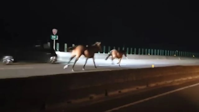 台湾快速公路惊见两马狂奔 轿车撞击一马死亡司机送医