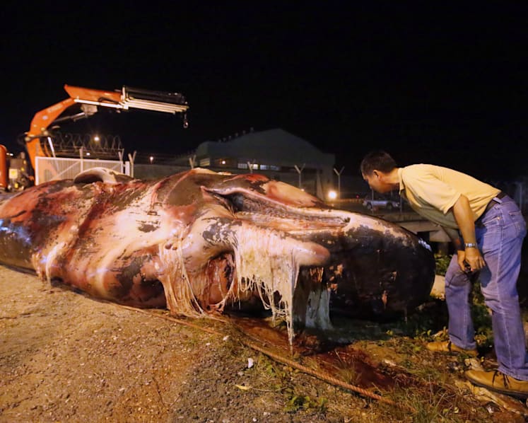 Carcass of sperm whale found near Jurong Island