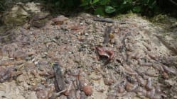 Related article image