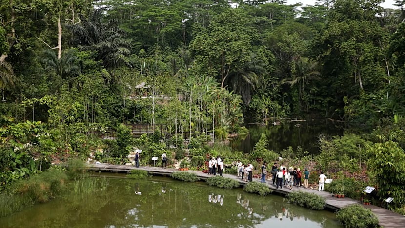 Century-old forest at Botanic Gardens opens