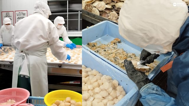 当一日“工厂妹”，一窥日本北海道扇贝加工过程！