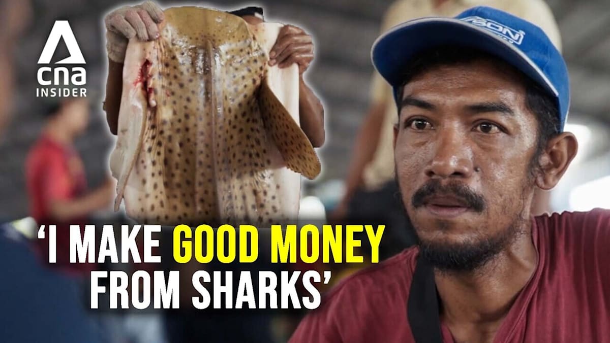 Inside the lucrative trade of shark fishing in Indonesia