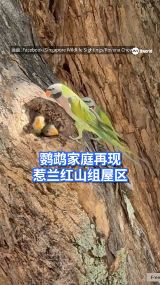 鹦鹉家庭再现 惹兰红山组屋区