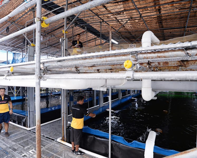 Vertical fish farms may be housed at building rooftops or under flyovers, firm says