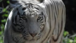 Related article image