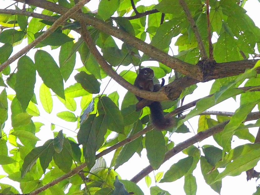 Bidadari development could force squirrels out, threaten native species