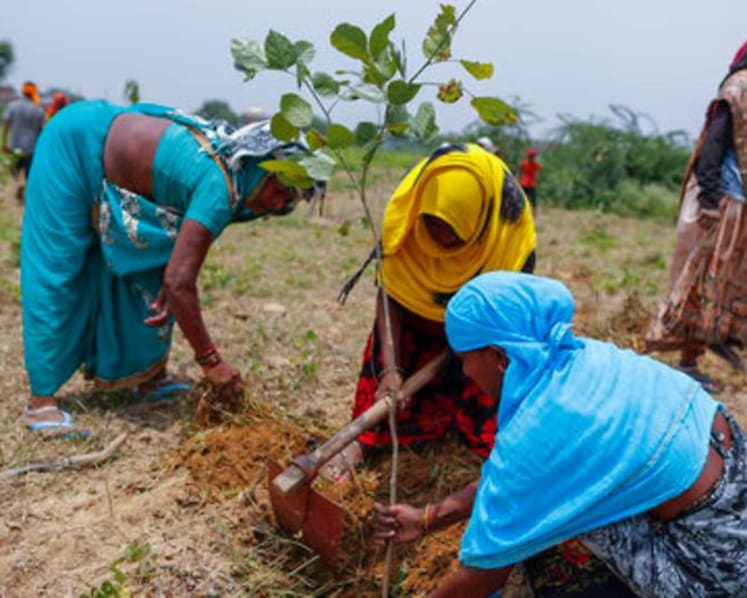 Indians plant millions of saplings amid mass campaign